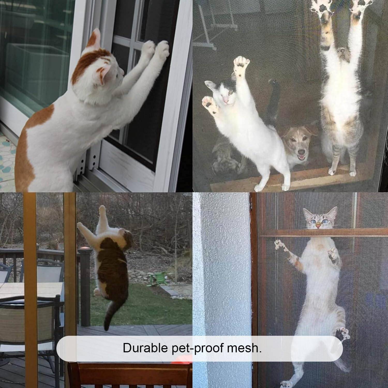 Cat Window Screen - White Edge, 1000mm x 1000mm / 39" x 39": image 3