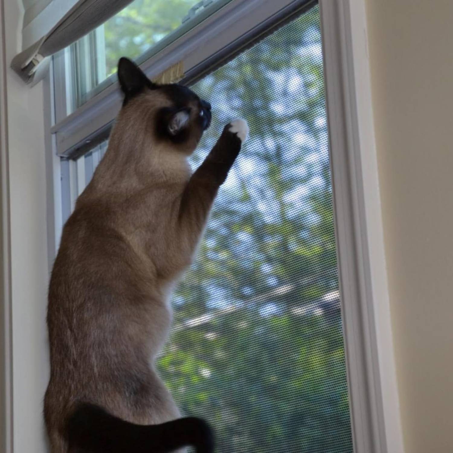 Cat Window Screen - White Edge, 1000mm x 1000mm / 39" x 39"